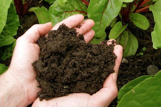 Secretos de cultivo: la importancia de elegir un buen sustrato para tus plantas (video)