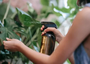 Aceite de Neem: cómo usarlo para cuidar tus plantas de las plagas