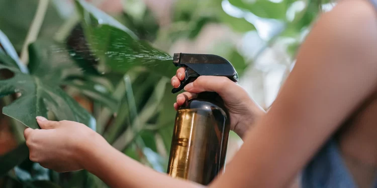 Aceite de Neem: cómo usarlo para cuidar tus plantas de las plagas