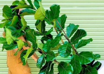 Ficus Pandurata: cómo propagar fácilmente la planta más buscada para decorar la casa