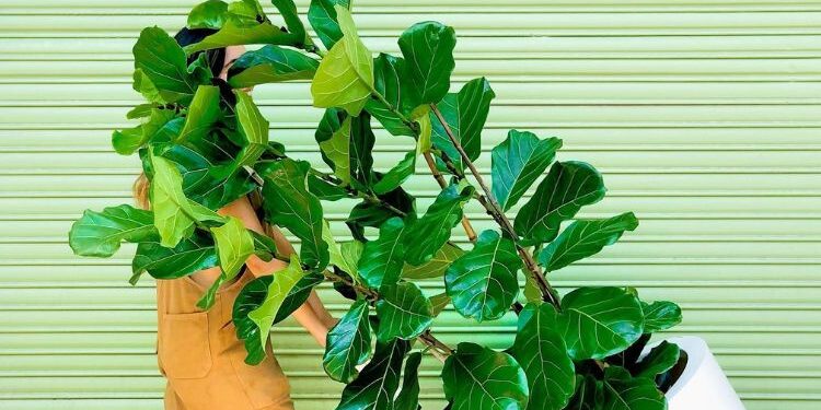 Ficus Pandurata: cómo propagar fácilmente la planta más buscada para decorar la casa