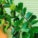 Ficus Pandurata: cómo propagar fácilmente la planta más buscada para decorar la casa