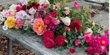 El secreto de Connie Moreno Quintana para cultivar rosas híbridas de té con éxito (video)