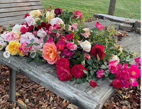 El secreto de Connie Moreno Quintana para cultivar rosas híbridas de té con éxito (video)