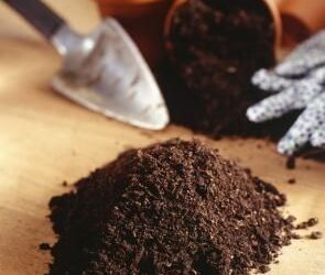 Secretos de cultivo: la importancia de elegir un buen sustrato para tus plantas (video)