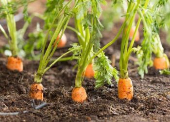 Cómo cultivar zanahorias en macetas (y no fallar en el intento)