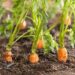 Cómo cultivar zanahorias en macetas (y no fallar en el intento)