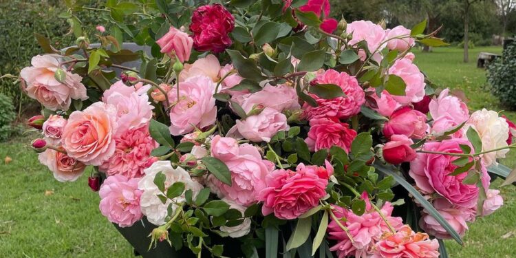 Cómo podar un rosal floribundo y prolongar su floración (video)