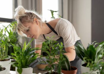 Secretos de cultivo: cómo identificar la falta de agua en las plantas de interior