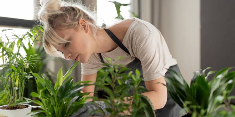 Secretos de cultivo: cómo identificar la falta de agua en las plantas de interior