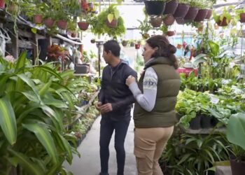 ¿Vamos a comprar plantas al vivero? Las mejores especies de interior fáciles de cuidar (video)