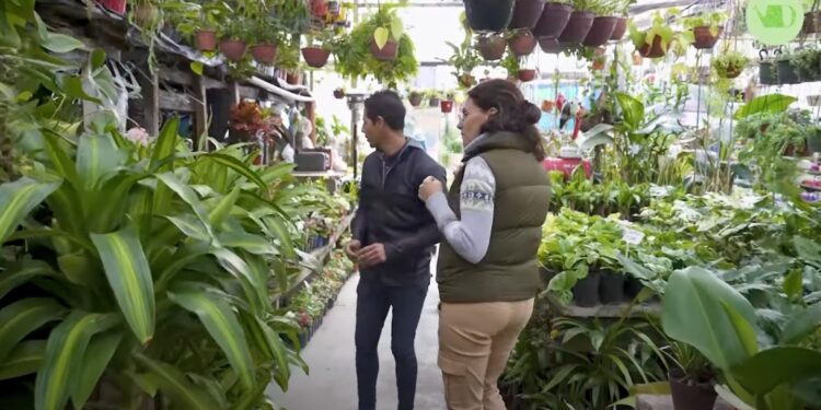 ¿Vamos a comprar plantas al vivero? Las mejores especies de interior fáciles de cuidar (video)