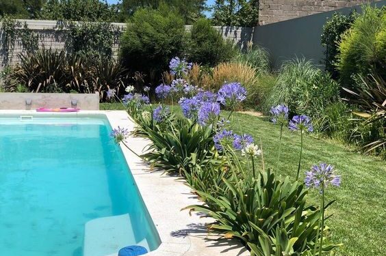 Cómo pensar las plantas para los bordes de la pileta: 4 flores ideales, by Itas Flowers