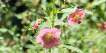 Anisodontea capensis: el arbusto que elige la paisajista Valeria Lennon para atraer mariposas a su jardín