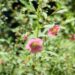 Anisodontea capensis: el arbusto que elige la paisajista Valeria Lennon para atraer mariposas a su jardín