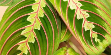 Maranta Leuconera: una planta de interior muy decorativa y de fácil cuidado