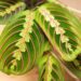 Maranta Leuconera: una planta de interior muy decorativa y de fácil cuidado