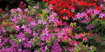 Temporada de Azaleas: la planta japonesa más chic para espacios exteriores