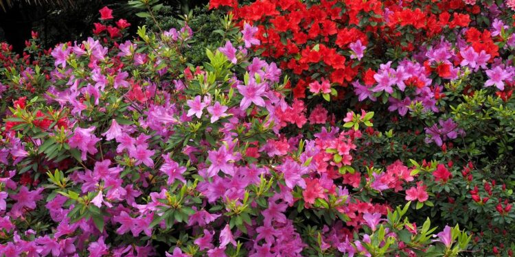 Temporada de Azaleas: la planta japonesa más chic para espacios exteriores
