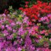 Temporada de Azaleas: la planta japonesa más chic para espacios exteriores
