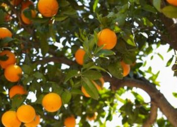 Árboles frutales: la trampa casera para controlar las moscas de la fruta