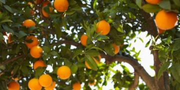 Árboles frutales: la trampa casera para controlar las moscas de la fruta