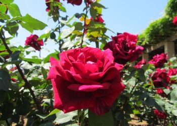 Rosa ‘Papa Meilland’: la rosa aterciopelada y perfumada muy usada como flor de corte
