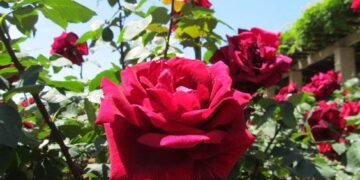 Rosa ‘Papa Meilland’: la rosa aterciopelada y perfumada muy usada como flor de corte