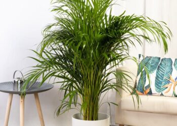 Areca (Dypsis lutescens): la palmera de interior más elegida para refrescar la casa en verano