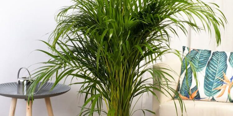 Areca (Dypsis lutescens): la palmera de interior más elegida para refrescar la casa en verano