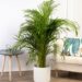 Areca (Dypsis lutescens): la palmera de interior más elegida para refrescar la casa en verano