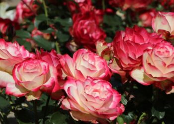 Rosa Jubile Du Prince de Monaco: todo sobre el rosal floribundo que tiene Connie Moreno Quintana en su jardín