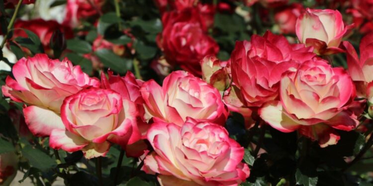 Rosa Jubile Du Prince de Monaco: todo sobre el rosal floribundo que tiene Connie Moreno Quintana en su jardín