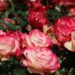 Rosa Jubile Du Prince de Monaco: todo sobre el rosal floribundo que tiene Connie Moreno Quintana en su jardín