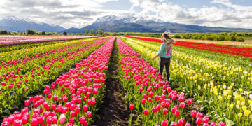 De Raíz de viaje: visitamos el Campo de Tulipanes en Trevelin (día 2)
