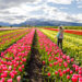De Raíz de viaje: visitamos el Campo de Tulipanes en Trevelin (día 2)