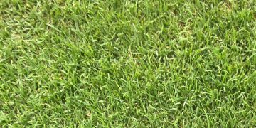 Así es Celebration, el césped del futuro que ya es un boom en jardinería y paisajismo