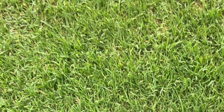 Así es Celebration, el césped del futuro que ya es un boom en jardinería y paisajismo