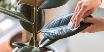 Trucos de jardinería: cómo limpiar y darle brillo extra a las hojas de tus plantas de interior