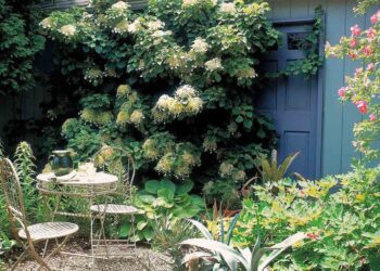 Las mejores plantas de exterior para tener en un jardín con poco sol en Argentina, según la Inteligencia Artificial