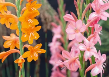 Watsonia: una planta de exterior que conquista jardines argentinos