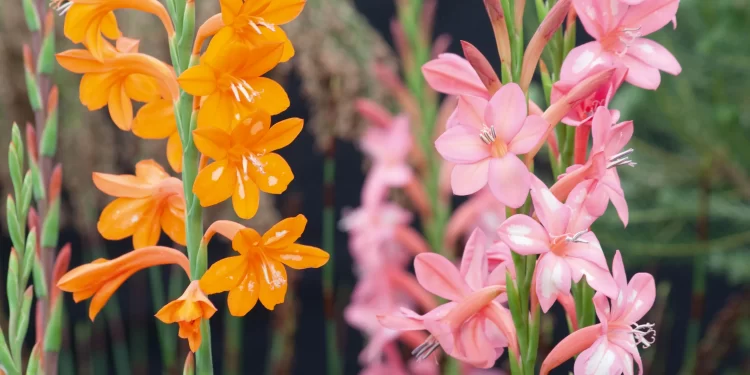 Watsonia: una planta de exterior que conquista jardines argentinos