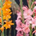 Watsonia: una planta de exterior que conquista jardines argentinos