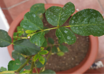 Sanidad en el jardín: qué son esas manchas blancas que aparecen en las plantas
