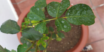 Sanidad en el jardín: qué son esas manchas blancas que aparecen en las plantas
