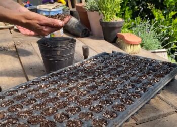 Siembra en almácigos: tips de Ana Pavón de Las Pavonias para tener éxito