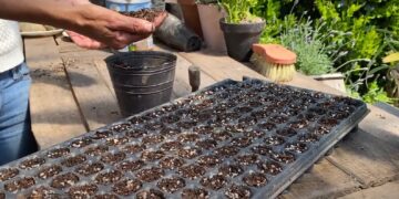 Siembra en almácigos: tips de Ana Pavón de Las Pavonias para tener éxito