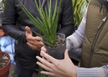 Sansevieria cylindrica: aprendé todo sobre esta planta canchera y fácil de cuidar