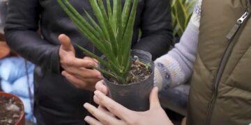 Sansevieria cylindrica: aprendé todo sobre esta planta canchera y fácil de cuidar