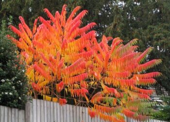 Alerta! Todo lo que tenés que saber antes de plantar un Rhus